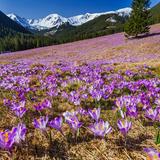 Dolina Chochołowska na wiosnę, kiedy kwitną na fioletowo krokusy.