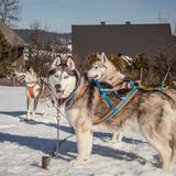 Bild: Hunde an den Polen - Hundeschlitten und Hundetherapie Podwilk